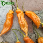 Papryka Chilli Sugar Rush Stripey