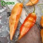 Papryka Chilli Sugar Rush Stripey