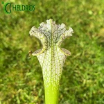 Kapturnica MK L78 Sarracenia Leucophylla Santa Rosa
