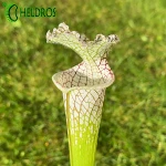 Kapturnica MK L78 Sarracenia Leucophylla Santa Rosa