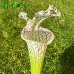 Kapturnica MK L78 Sarracenia Leucophylla Santa Rosa