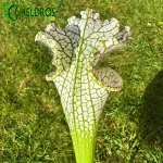 Kapturnica MK L78 Sarracenia Leucophylla Santa Rosa