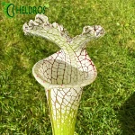 Kapturnica MK L78 Sarracenia Leucophylla Santa Rosa