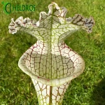 Kapturnica MK L78 Sarracenia Leucophylla Santa Rosa
