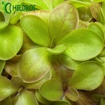 TŁUSTOSZ Pinguicula spec. TONALA