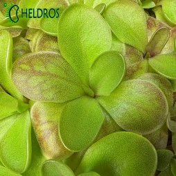 TŁUSTOSZ Pinguicula spec. TONALA
