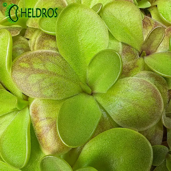 TŁUSTOSZ Pinguicula spec. TONALA