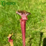 Kapturnica MK F85 Sarracenia var. ornata Cooks Bayou
