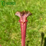 Kapturnica MK F85 Sarracenia var. ornata Cooks Bayou