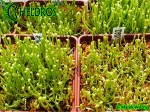 Sarracenia Seeds - Siewki kapturnicy - 5 miesięcy od wysiania