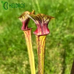 Kapturnica MK F85 Sarracenia var. ornata Cooks Bayou
