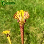 Kapturnica MK F85 Sarracenia var. ornata Cooks Bayou