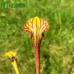 MK F85 Sarracenia var. ornata, Cooks Bayou, Bay Co, FL