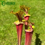 MK F25A Sarracenia Flava var. rubricorpora claret,MS