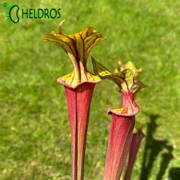 MK F25A Sarracenia Flava var. Rubricorpora 'Claret'