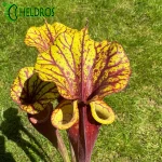 MK F25A Sarracenia Flava var. rubricorpora claret,MS
