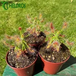 Rosiczka Drosera SCORPIOIDES