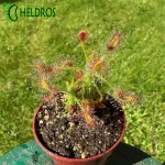 Rosiczka Drosera SCORPIOIDES