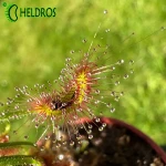 Rosiczka Drosera SCORPIOIDES