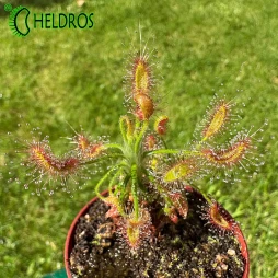 ROSICZKA Drosera SCORPIOIDES - drapieżna