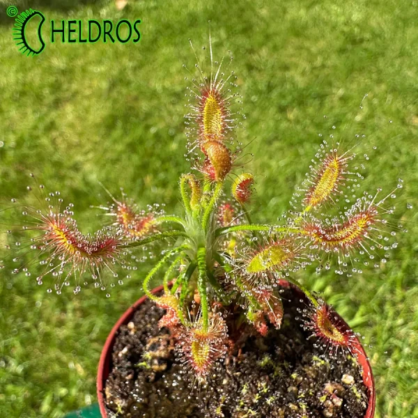 Rosiczka Drosera SCORPIOIDES