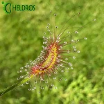 Rosiczka Drosera SCORPIOIDES
