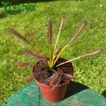 Rosiczka Przylądkowa Drosera Capensis