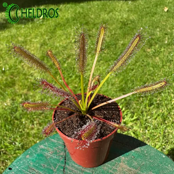 Rosiczka Przylądkowa Drosera Capensis