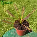 Rosiczka Przylądkowa Drosera Capensis