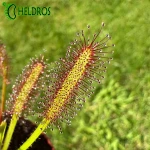 Rosiczka Przylądkowa Drosera Capensis