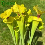 Kapturnica MK F199 Sarracenia var. Ornata/var. Rugelii intergrade, Geneva Botanical Gardens