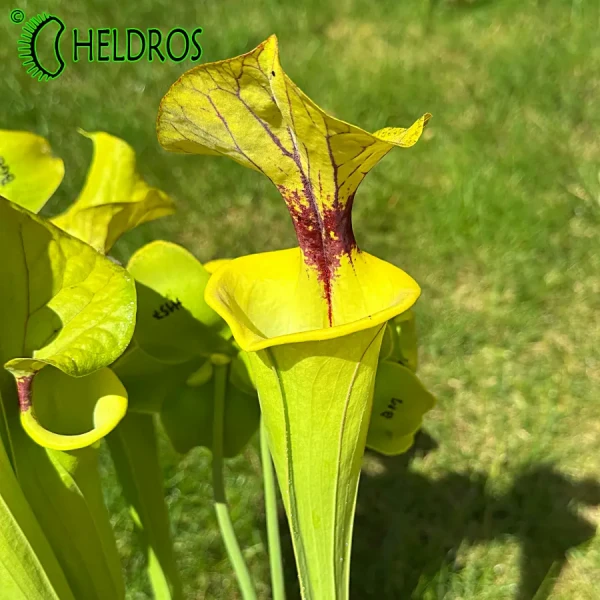 Kapturnica MK F199 Sarracenia var. Ornata/var. Rugelii intergrade, Geneva Botanical Gardens