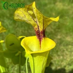 Kapturnica MK F199 Sarracenia var. Ornata/var. Rugelii intergrade, Geneva Botanical Gardens