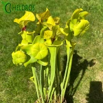 Kapturnica MK F199 Sarracenia var. Ornata/var. Rugelii intergrade, Geneva Botanical Gardens