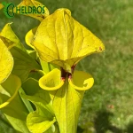 Kapturnica MK F199 Sarracenia var. Ornata/var. Rugelii intergrade, Geneva Botanical Gardens