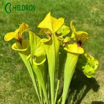 Kapturnica MK F199 Sarracenia var. Ornata/var. Rugelii intergrade, Geneva Botanical Gardens