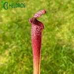 Kapturnica MK H96 Sarracenia x Night Sky