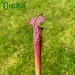 Kapturnica MK H96 Sarracenia x Night Sky