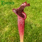 Kapturnica MK H96 Sarracenia x Night Sky