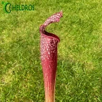 Kapturnica MK H96 Sarracenia x Night Sky