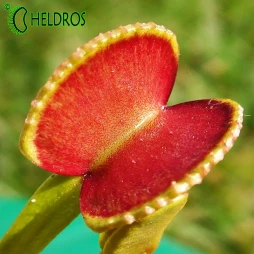 MUCHOŁÓWKA Dionaea Muscipula ADENTATE - ADENTATA