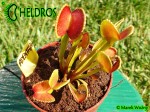 Dionaea ADENTATA - ADENTATE