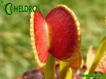 Dionaea ADENTATA - ADENTATE