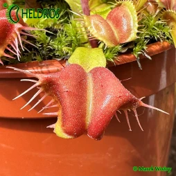 MUCHOŁÓWKA Dionaea GALAXY - 10 nasion