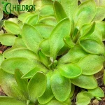 TŁUSTOSZ Pinguicula ACUMINATA x sp. SIERRA MAZATECAS