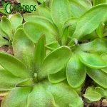 TŁUSTOSZ Pinguicula ACUMINATA x sp. SIERRA MAZATECAS