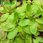 TŁUSTOSZ Pinguicula ACUMINATA x sp. SIERRA MAZATECAS