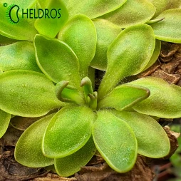TŁUSTOSZ Pinguicula ACUMINATA x sp. SIERRA MAZATECAS
