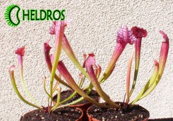 Kapturnica-Sarracenia-Juthatip-Soper-młoda-sadzonka
