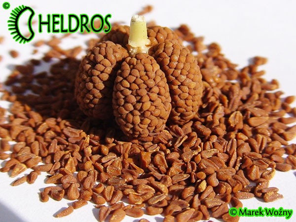 SARRACENIA SEEDS Nasiona kapturnicy i torebka nasienna